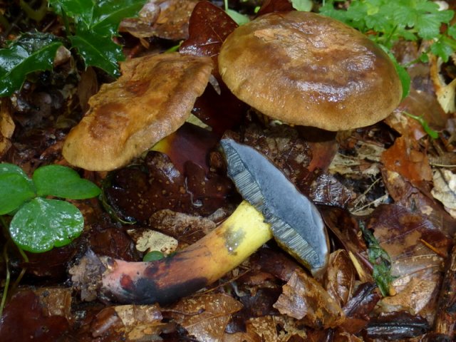 Cyanoboletus pulverulentus, Starkblauender Röhrling